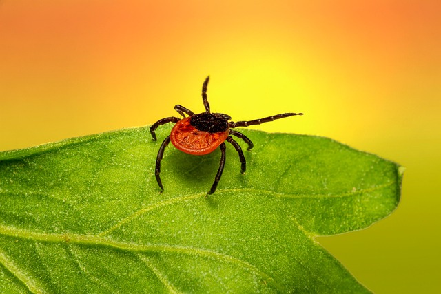 mosquito-and-tick-control-640x480-92811385.jpeg