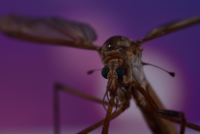 mosquito and tick control