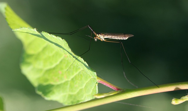 mosquito and tick control