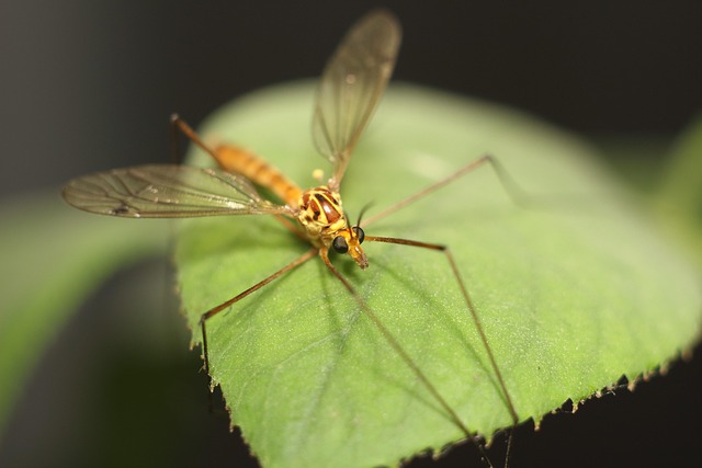 Mosquito Control