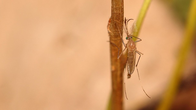 Mosquito Control