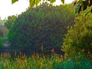 Mastering Mosquito Control: Comprehensive Strategies for Protection