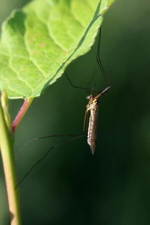 Professional Mosquito Extermination: Effective Control for Health and Peace of Mind