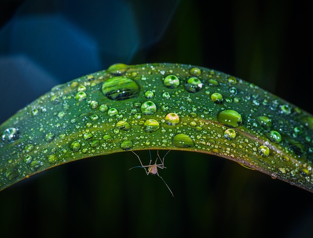 Mosquito Control