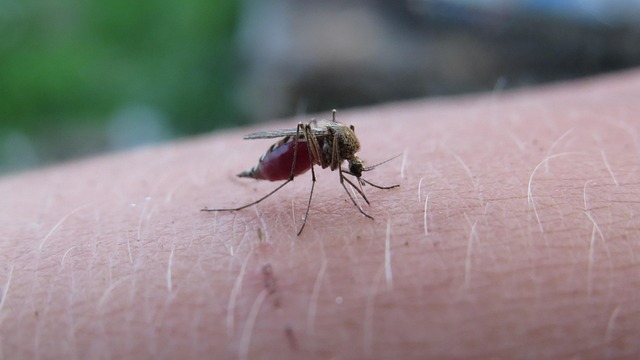 Mosquito Control