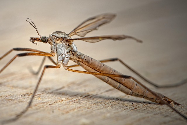 Mosquito Control