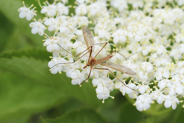 Mosquito Control