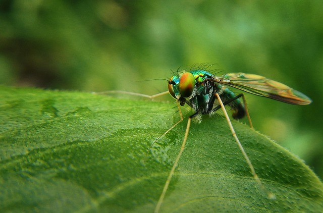 Eco-Friendly Mosquito Control Strategies for Sustainable Communities