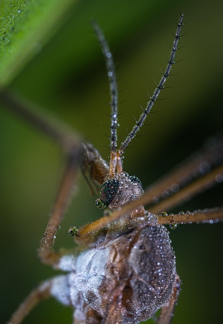 Mosquito Control
