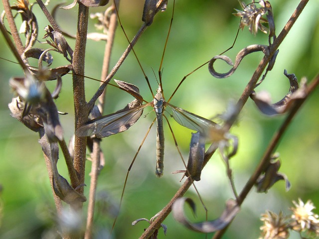 Mosquito Control