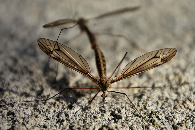 Mosquito Control