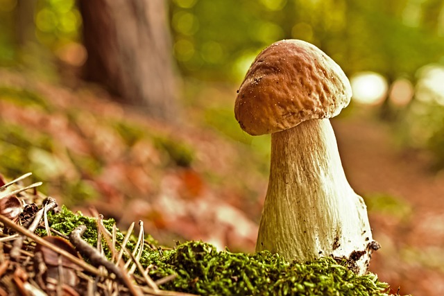 Mushroom Gummies for Focus