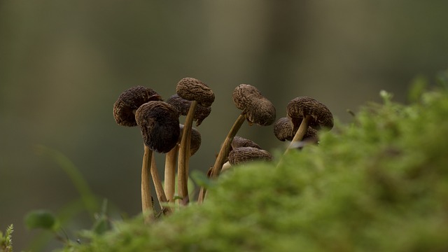 Mushroom Gummies for Focus