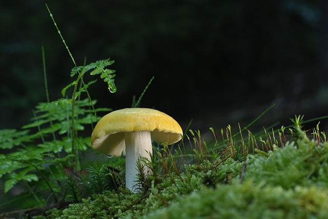 Mushroom Gummies for Focus