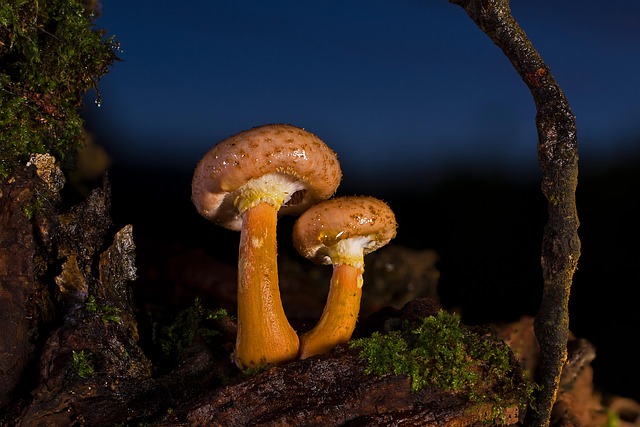 Mushroom Gummies for Focus