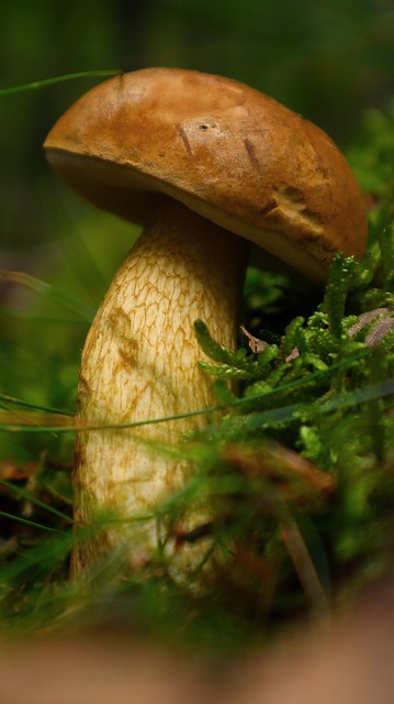Mushroom Gummies for Focus