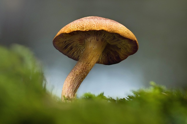 Mushroom Gummies for Focus