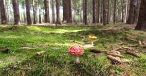 Mushroom Gummies: Boost Antioxidants, Enhance Focus & Clarity