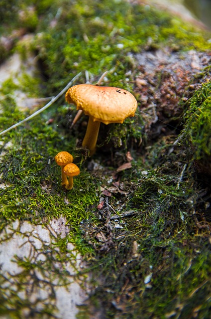 Mushroom Gummies for Focus