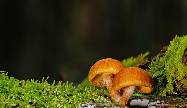 Mushroom Gummies for Focus