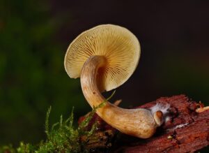 mushroom-gummies-for-focus-640x480-65150236.jpeg