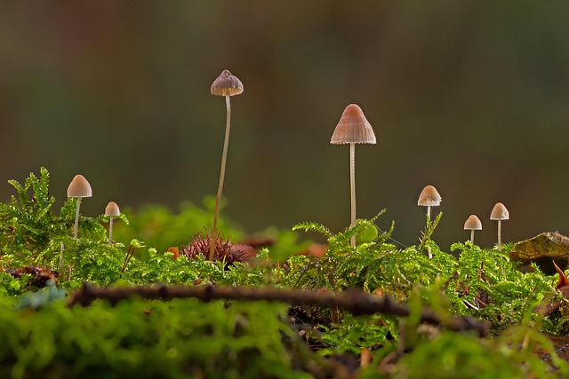 Mushroom Gummies for Focus