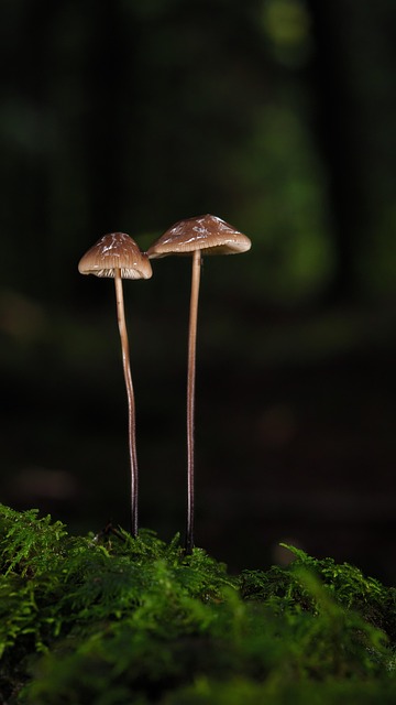 Mushroom Gummies for Focus