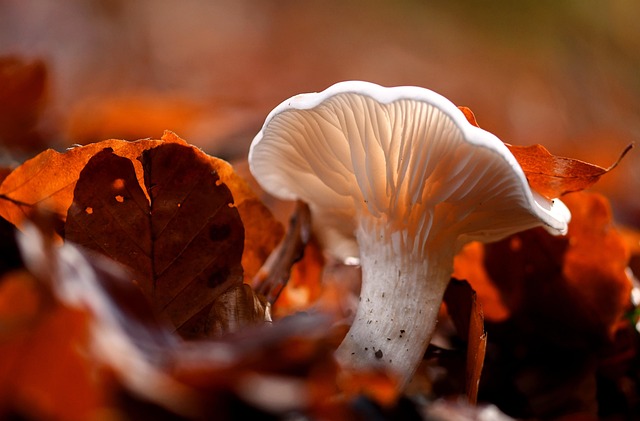 Mushroom Gummies for Focus
