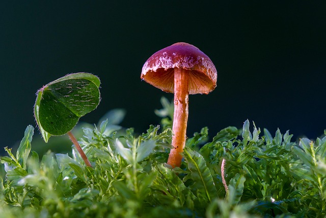 Mushroom Gummies for Focus