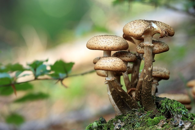 Mushroom Gummies for Focus