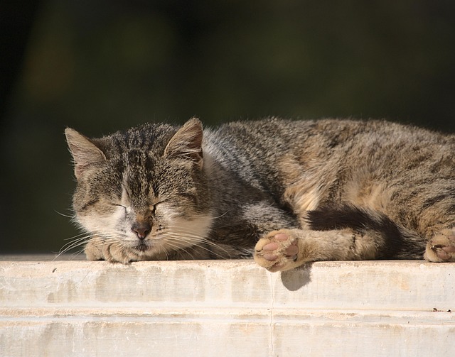 NAP Schema Markup