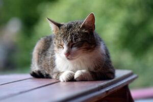 Boost Local Search Visibility with Structured Data Schema Tags