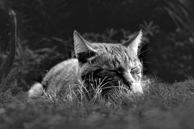 NAP Schema Markup