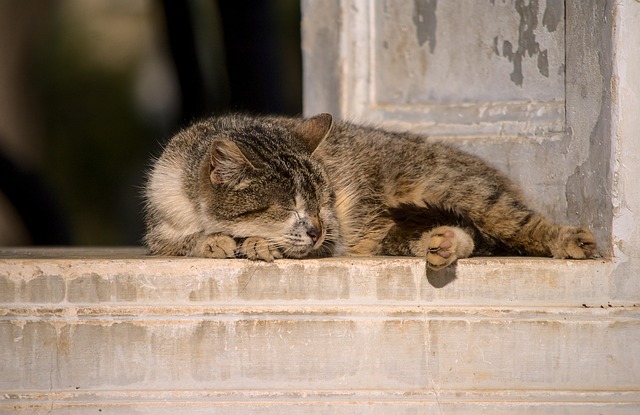 NAP Schema Markup