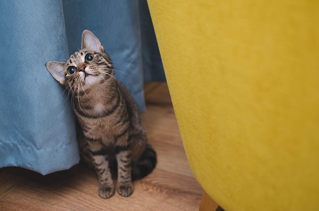 online pet marketplace