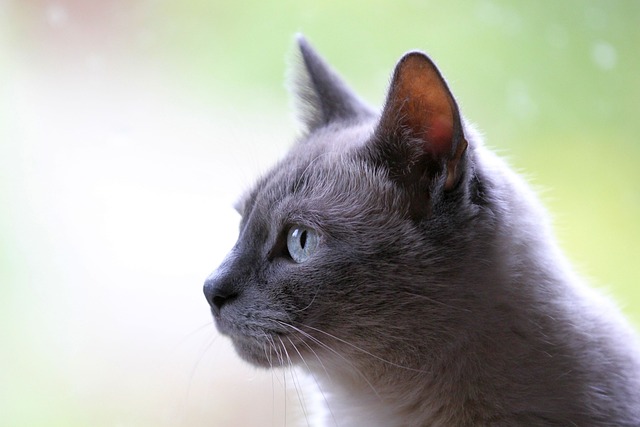 online pet marketplace
