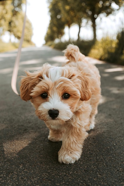 online pet marketplace