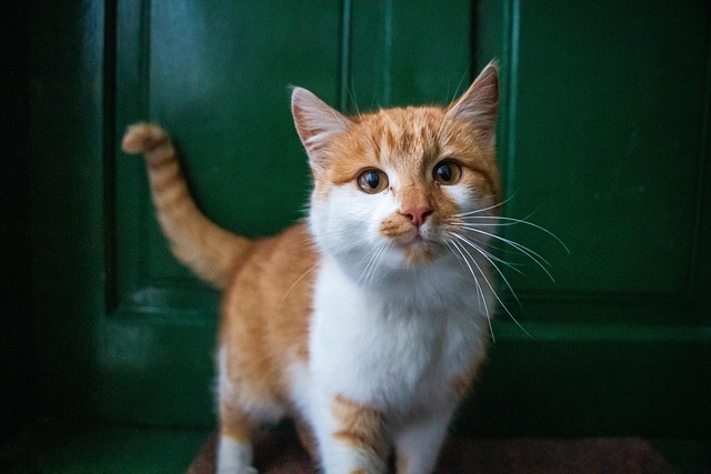 online pet marketplace