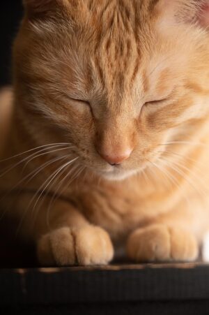Explore Our Comprehensive Online Pet Marketplace for Every Animal’s Needs