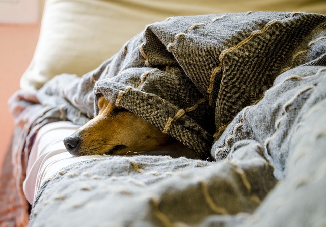 Discover Your Ultimate Online Pet Marketplace: All Sizes Welcome