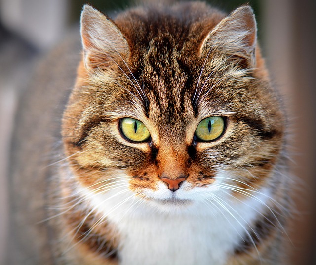 online pet marketplace