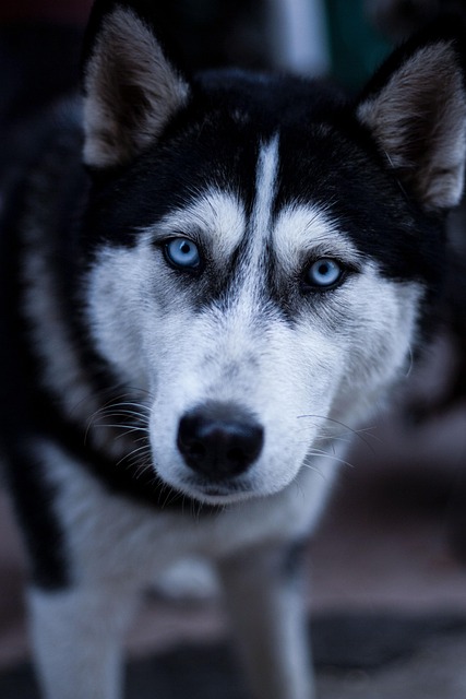 online pet marketplace