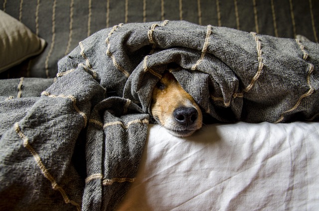 online pet marketplace