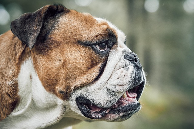 online pet marketplace