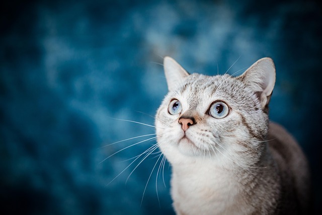 online pet marketplace