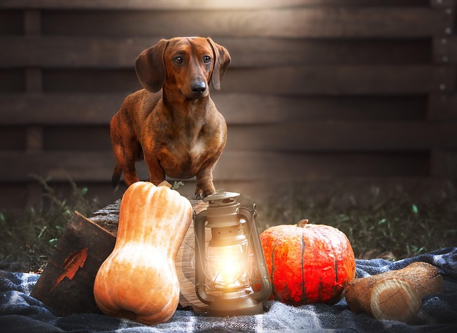 online pet marketplace