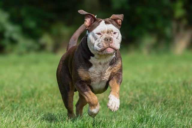 online pet marketplace