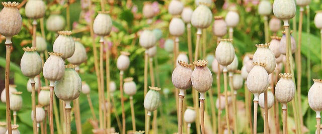 pain relief acupuncture