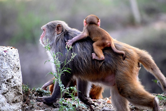 parenting time negotiation