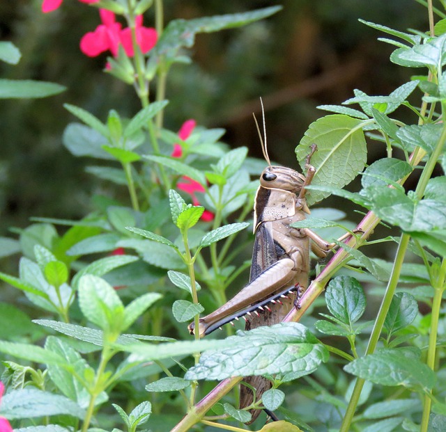 pest exterminator